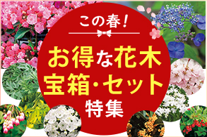 お得な花木セット