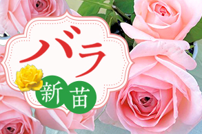 バラ