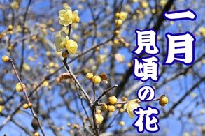 季節の花