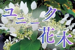 ユニーク花木