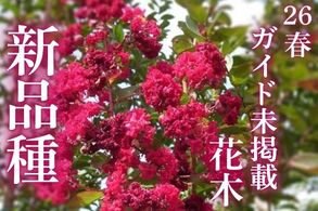 26春花木新品種