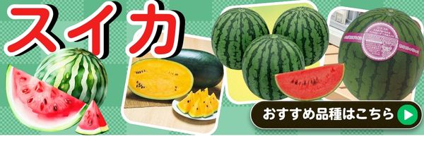 スイカ