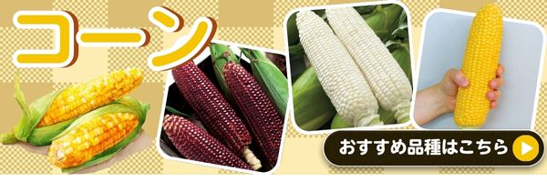 コーン