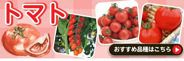 トマト