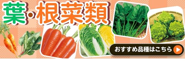 葉根菜類