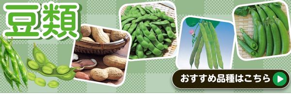 豆類