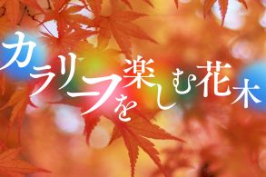 カラーリーフ楽しむ花木