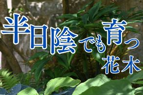 半日陰でも育つ