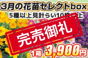 【見計らい】3月花苗