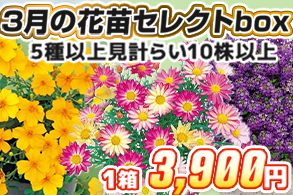 【見計らい】3月花苗