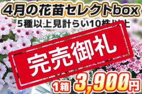 【見計らい】4月花苗