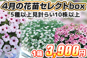 【見計らい】4月花苗