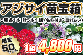 【福袋】アジサイ苗