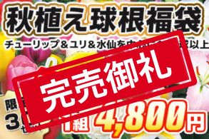 【福袋】秋植え球根