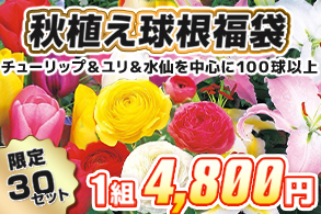 【福袋】秋植え球根
