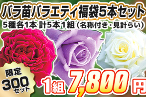 【福袋】バラ苗(5本ｾｯﾄ)