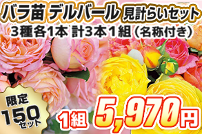 【見計らい】デルバールローズ