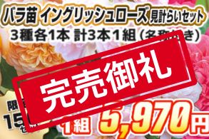 【見計らい】イングリッシュローズ