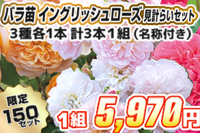 【見計らい】イングリッシュローズ