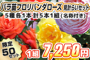 【見計らい】フロリバンダローズ