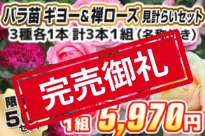 【見計らい】ギヨー＆禅ローズ