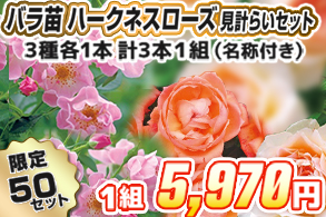 【見計らい】ハークネスローズ