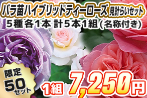 【見計らい】ハイブリッドティﾛｰｽﾞ