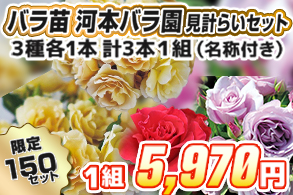 【見計らい】河本バラ園ローズ