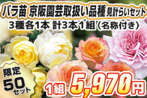 【見計らい】京阪園芸ローズ