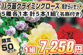 【見計らい】クライミングローズ