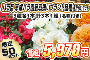 【見計らい】京成バラ園芸ローズ