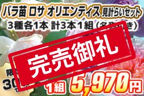 【見計らい】ロサオリエンティスﾛｰｽﾞ