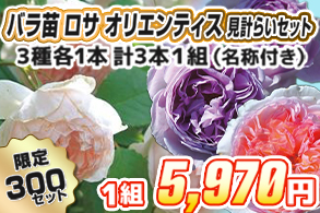 【見計らい】ロサオリエンティスﾛｰｽﾞ