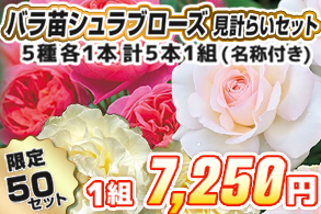 【見計らい】シュラブローズ