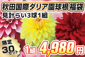 【福袋】秋田国際ダリア園球根
