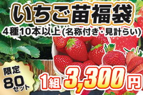【福袋】いちご苗