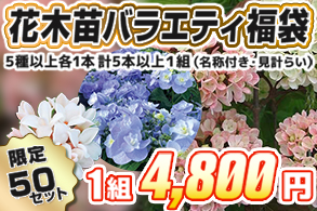 【福袋】花木苗バラエティ