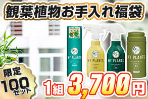 【福袋】観葉植物