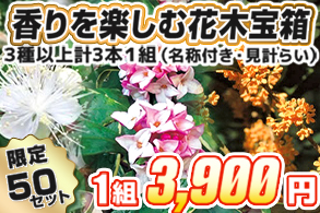 【福袋】香りを楽しむ花木