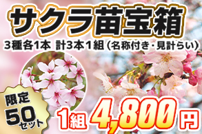 【福袋】サクラ苗