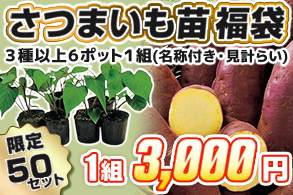 【福袋】さつまいも苗