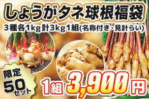 【福袋】しょうがタネ球根