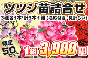 【福袋】ツツジ苗