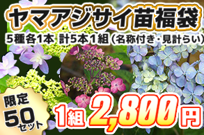 【福袋】ヤマアジサイ苗