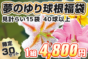 【福袋】ゆり球根