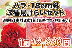 バラ・18cm鉢3種見計らいセット