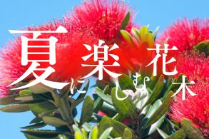 夏に楽しむ花木