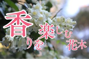 香りを楽しむ花木