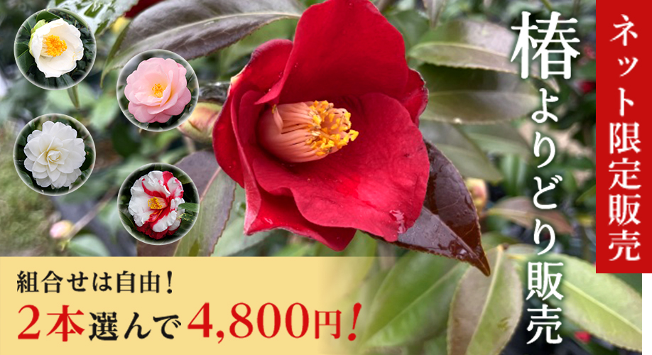 椿よりどり販売