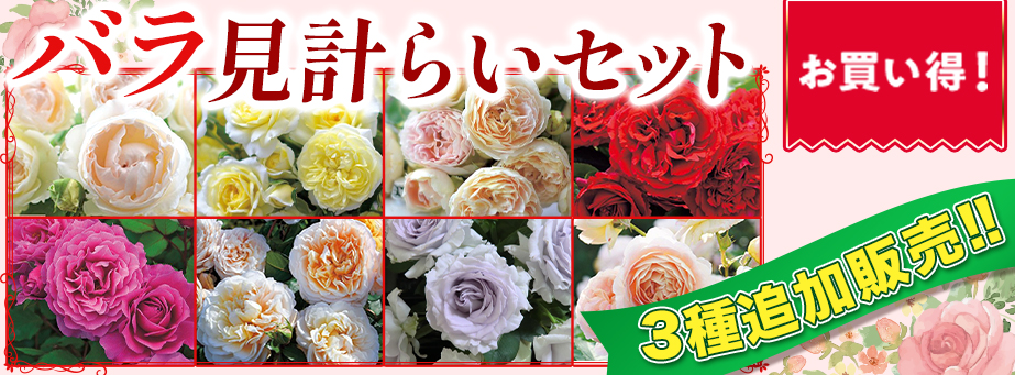 バラ6寸見計らい特集"